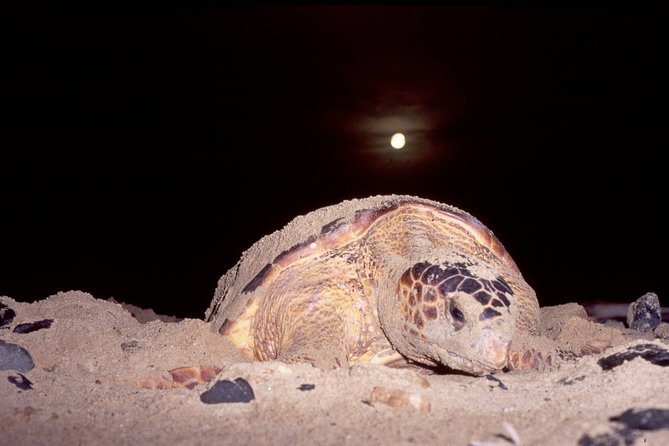 Private Turtle Watching Experience - Key points to know before you book