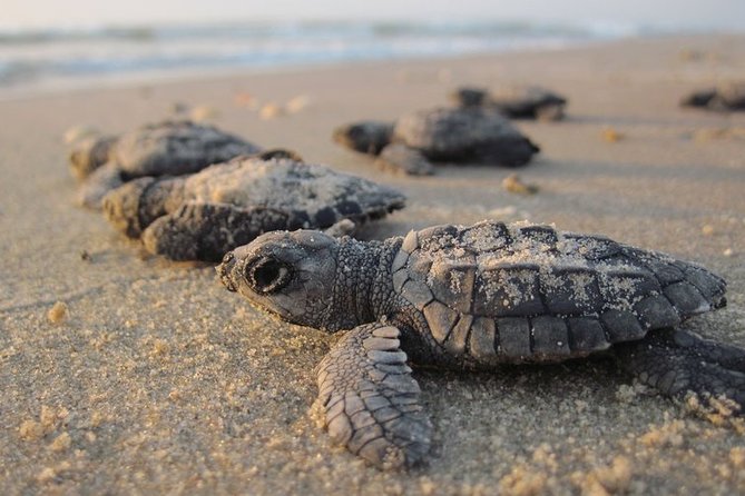 Private Turtle Watching Experience - Why Sal Island is a special place for turtle watching