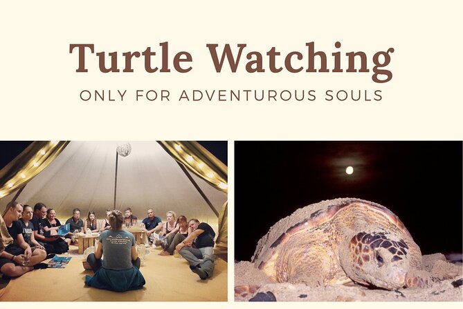 Private Turtle Watching Experience - The briefing explains what you are about to see