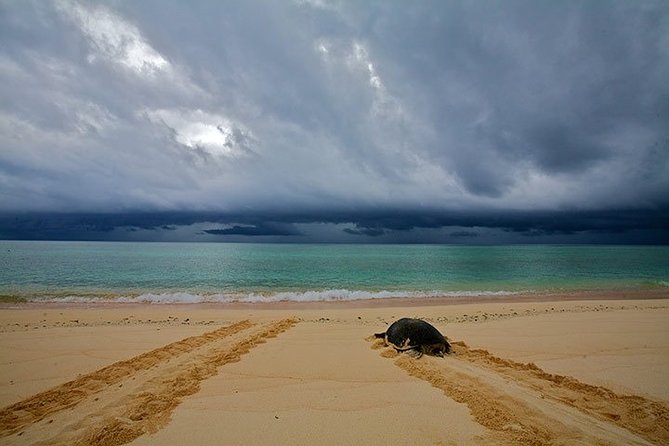 Private Turtle Watching Experience - Walking beneath the African night sky