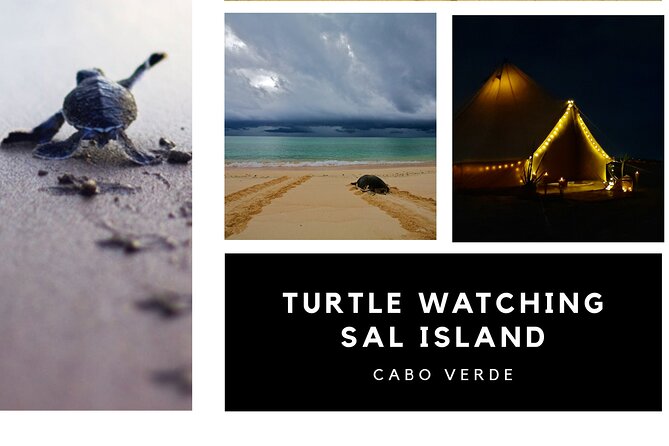 Private Turtle Watching Experience - Pickup from Santa Maria at 10:20 pm
