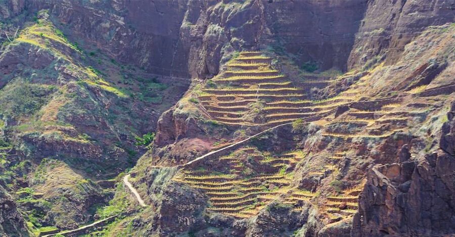 Ribeira Grande: Hiking Day Trip to Ribeira de Torre - The return route through bananas and coffee