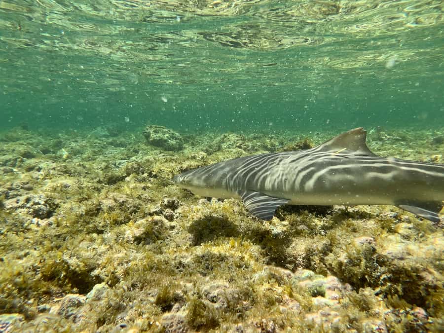 Sal Discovery: A Guided Small Group Island Tour - Palmeira: fishing life, music, and souvenirs