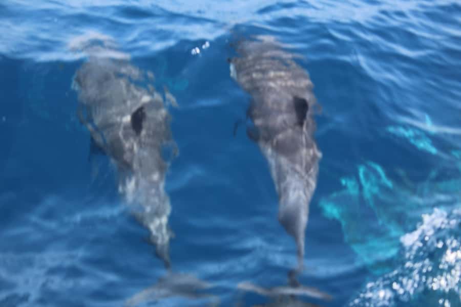 Sal Island: Catamaran cruises on Sal Island - Key points to know before you book
