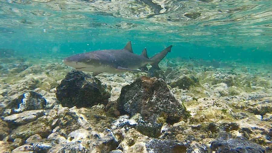 Sal: Island Experience Tour with a Certified Local Guide - Key points before you book
