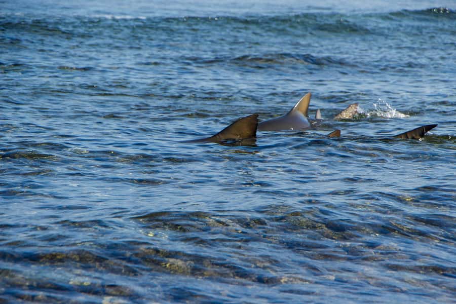 Sal island : Full day excursion Salinas, Shark Bay, Blue Eye - Buracona and the Blue Eye: beauty with a weather warning