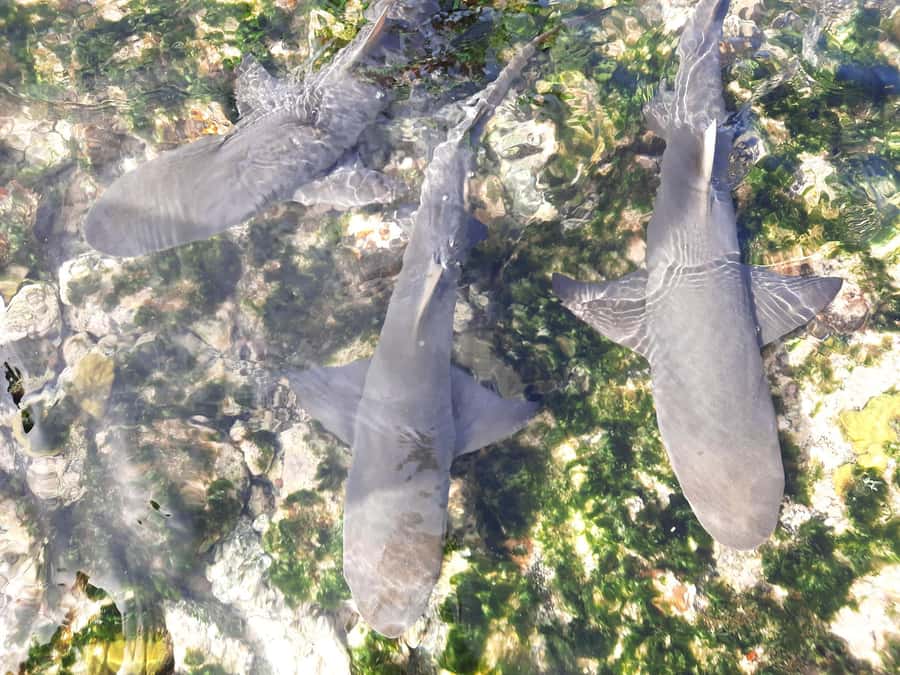 Sal Island: Private Shark Watching & Floating Experience - Key points to know before booking