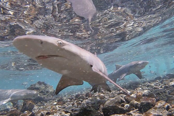 Sal island: Salt Lake Tour, Shark bay & Pedra de Lume Village - Price, Group Size, and Overall Value