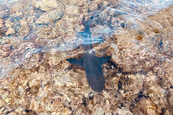 Sal island: Salt Lake Tour, Shark bay & Pedra de Lume Village - Shark Bay: Lemon Sharks in Shallow Water