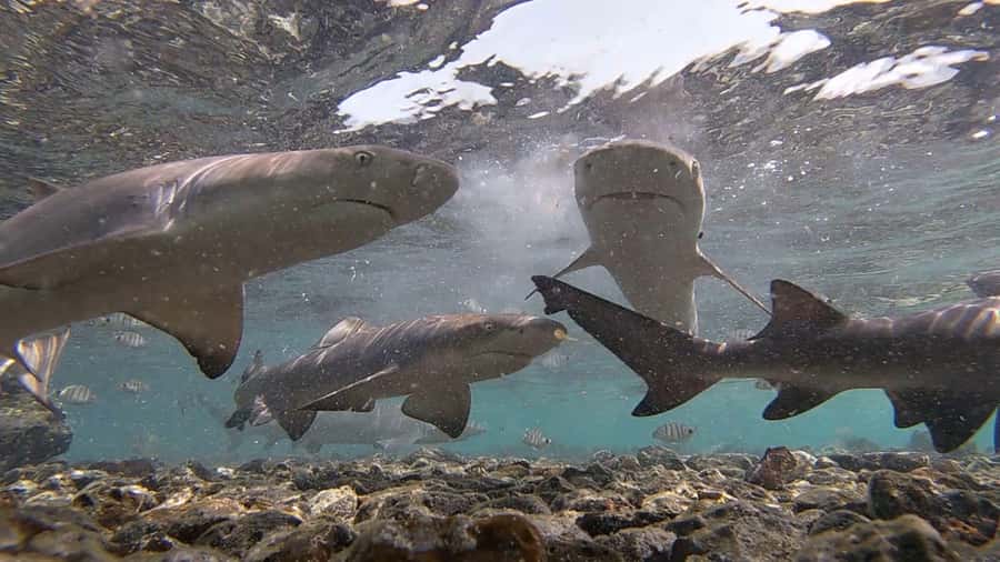 Sal Island: Shark Bay Experience from Santa Maria - Key points before you book