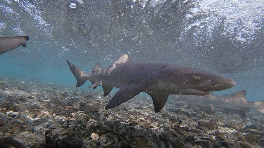 Sal Island: Shark Bay Experience from Santa Maria - The main limitations to keep in mind