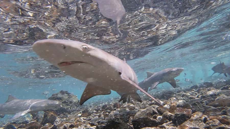 Sal Island: Shark Bay Experience from Santa Maria - Reaching Shark Bay from Santa Maria