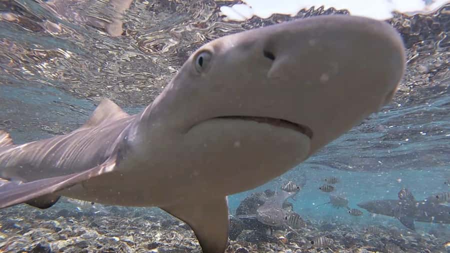 Sal Island: Shark Bay Experience from Santa Maria - Arriving at the natural rookery