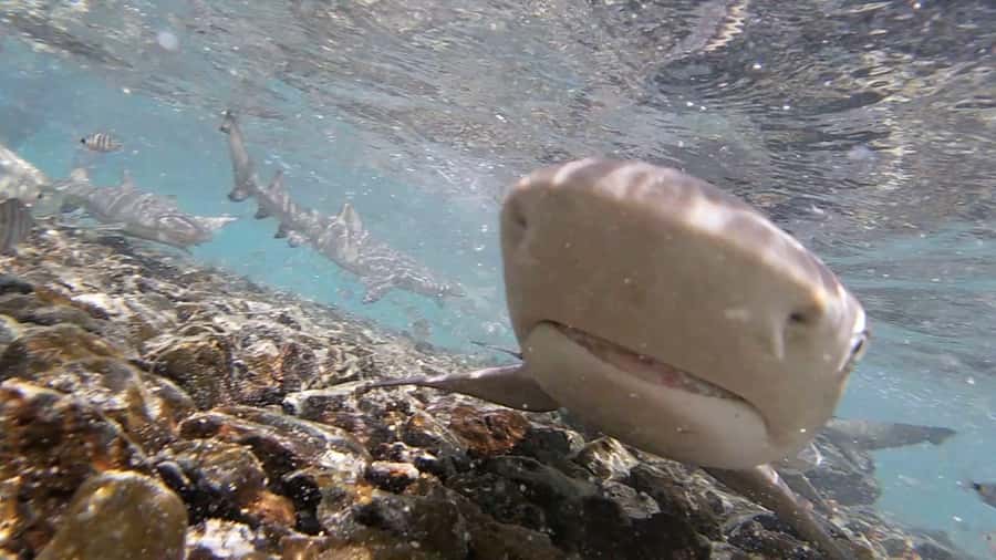 Sal Island: Shark Bay Experience from Santa Maria - Two ways to see the sharks