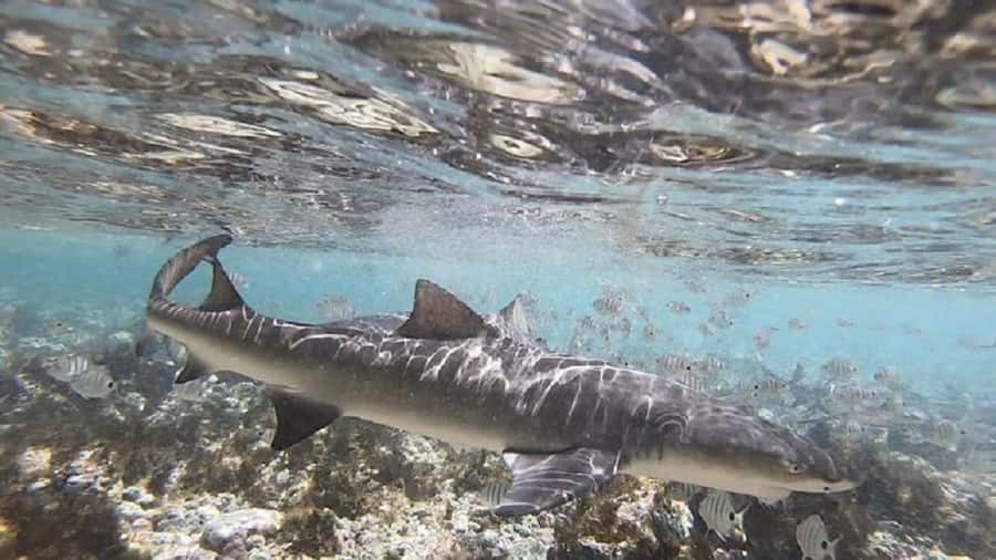 Sal Island: Shark Bay Experience from Santa Maria - How the guides shape the experience