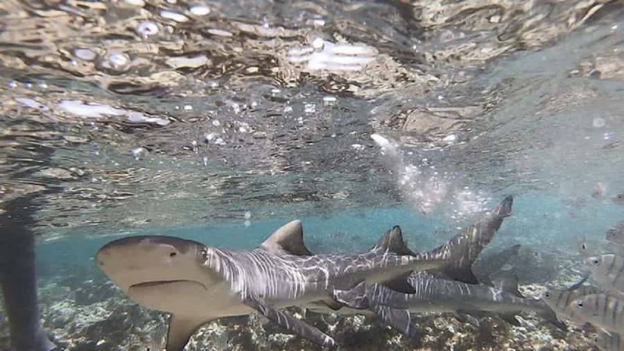 Sal Island: Shark Bay Experience from Santa Maria - Is $35 good value?