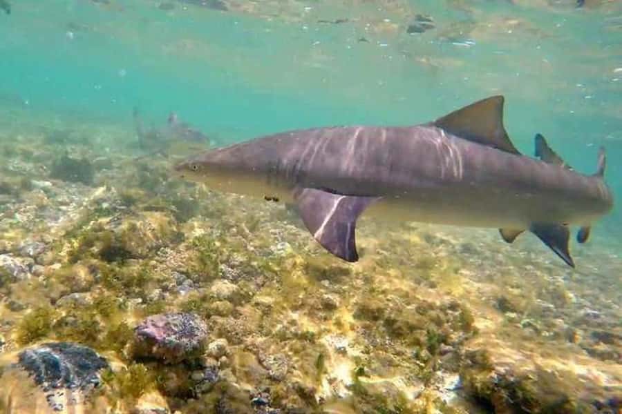 Sal Island: Shark Bay Experience from Santa Maria - What to bring for a better visit