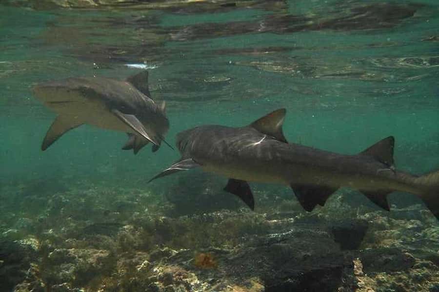 Sal Island: Shark Bay Experience from Santa Maria - Who will enjoy this most?