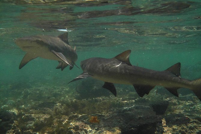 Sal Island: Shark Bay Shark Watching Experience from Santa Maria - Key points to know before you book