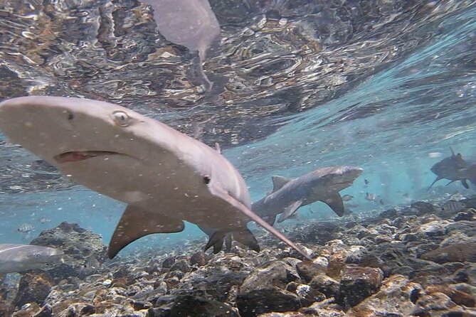 Sal Island: Shark Bay Shark Watching Experience from Santa Maria - Why Shark Bay is worth your afternoon