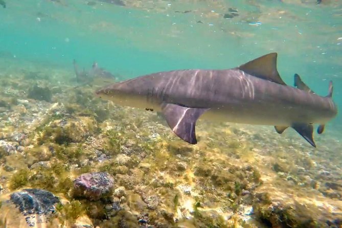 Sal Island: Shark Bay Shark Watching Experience from Santa Maria - Watching lemon sharks in the shallows