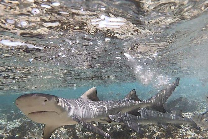 Sal Island: Shark Bay Shark Watching Experience from Santa Maria - What to bring for the two-hour outing
