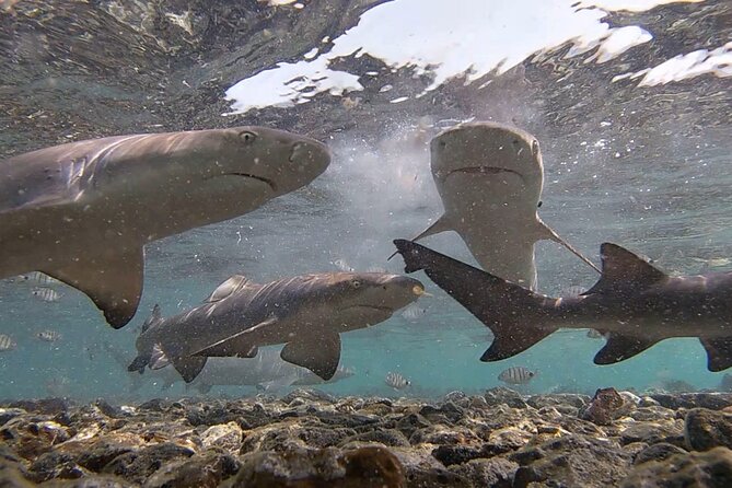 Sal Island: Shark Bay Shark Watching Experience from Santa Maria - Tide, weather, and expectations