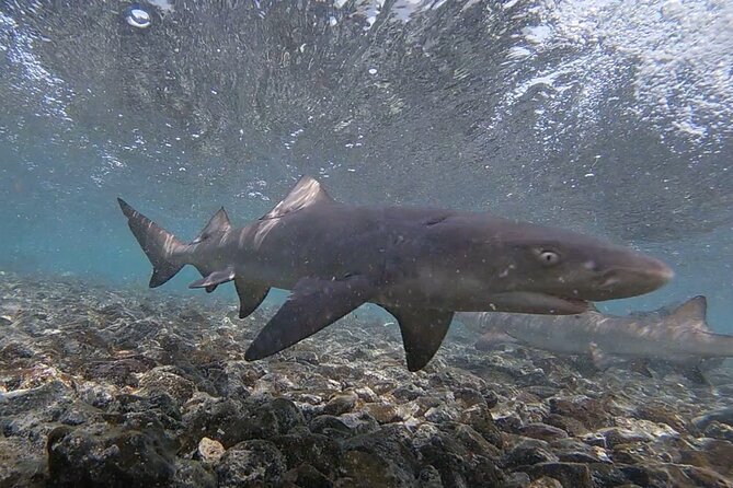 Sal Island: Shark Bay Shark Watching Experience from Santa Maria - Is $34.89 good value?