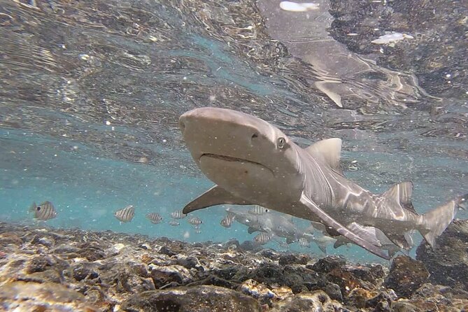 Sal Island: Shark Bay Shark Watching Experience from Santa Maria - Arriving at the rocky eastern shore