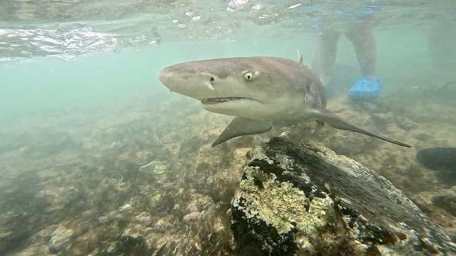 Sal Island tour: Blue Eye, Salt Lake, Sharks w/ Local Guide - Shark Bay and the baby lemon sharks