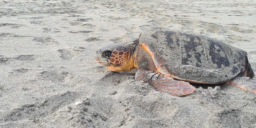 Sal Island: Turtle Watching Experience - Key points to know before booking