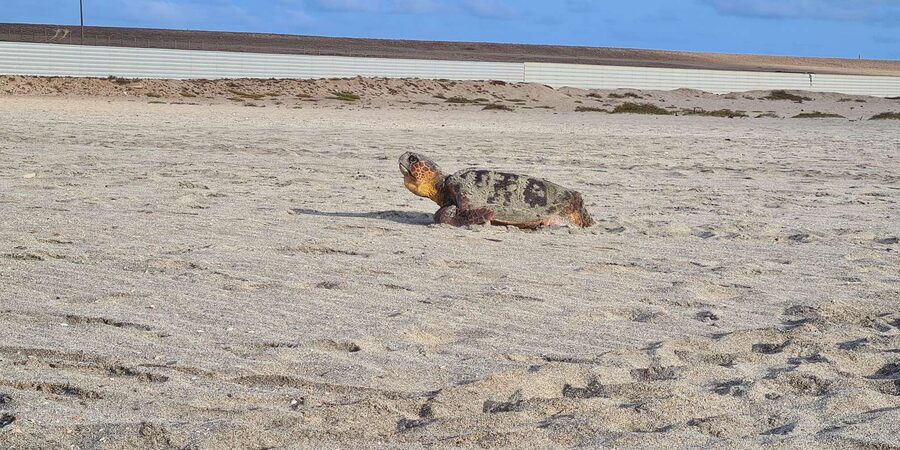Sal Island: Turtle Watching Experience - What the actual turtle encounter may involve