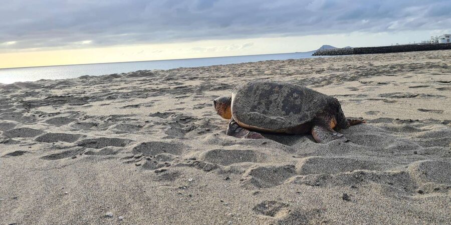 Sal Island: Turtle Watching Experience - Who should book this Sal turtle tour?