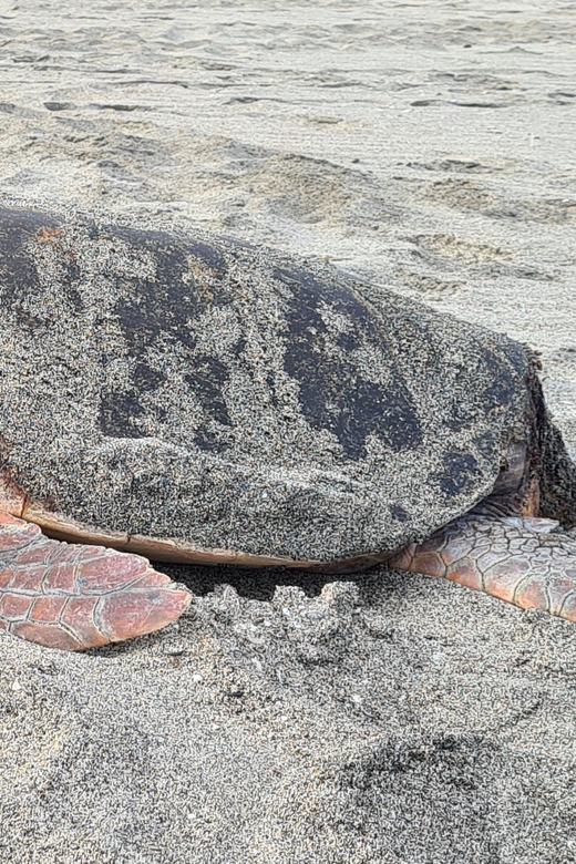 Sal Island: Turtle Watching Experience - Practical tips for a better evening