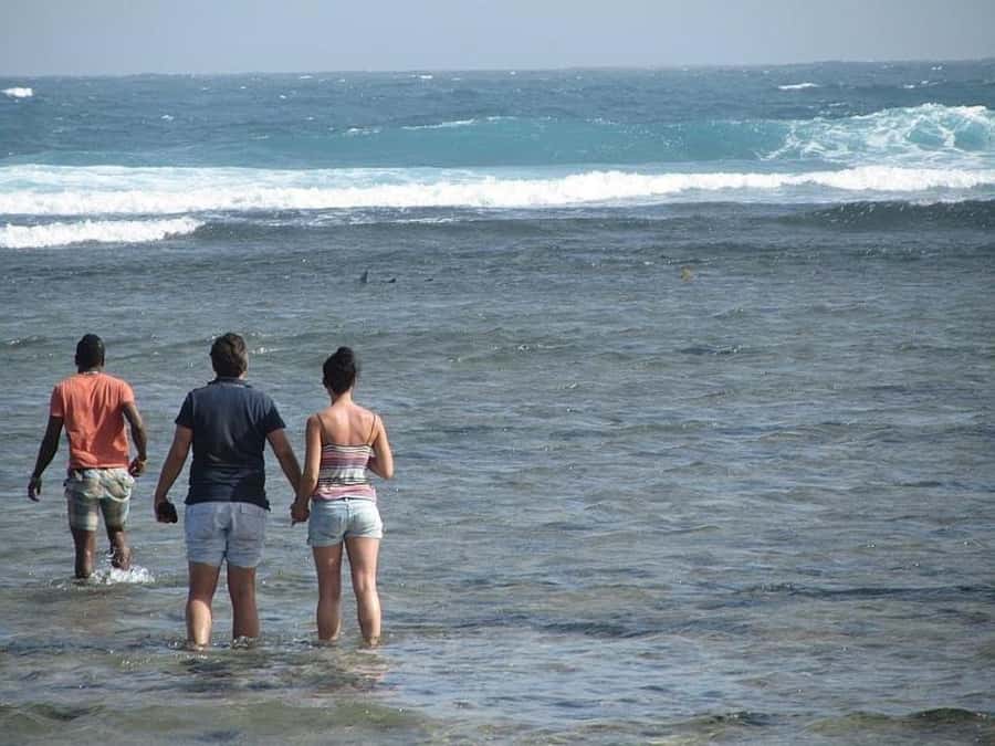 Sal: Lemon Shark Bay and Pedra de Lume Salt Lakes Tour - Two Sal Island sights in three hours