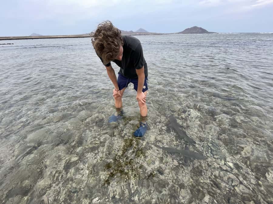 Sal: Lemon Shark Bay and Pedra de Lume Salt Lakes Tour - Meeting the baby lemon sharks