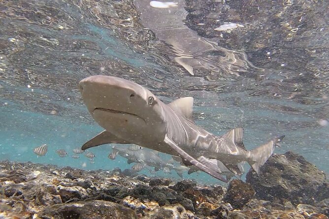 Sal Private Tour: All inclusive Salt Lake, Blue eye and Shark Bay - Pedra de Lume: floating in a salt crater