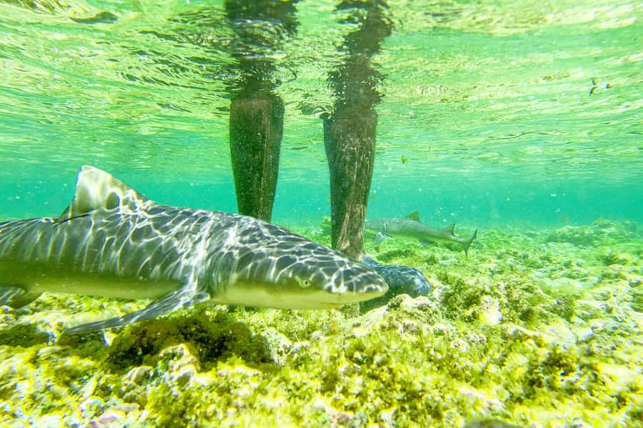 Sal: Small Group Island Tour & Lunch with a Local Family - Key points to know before booking