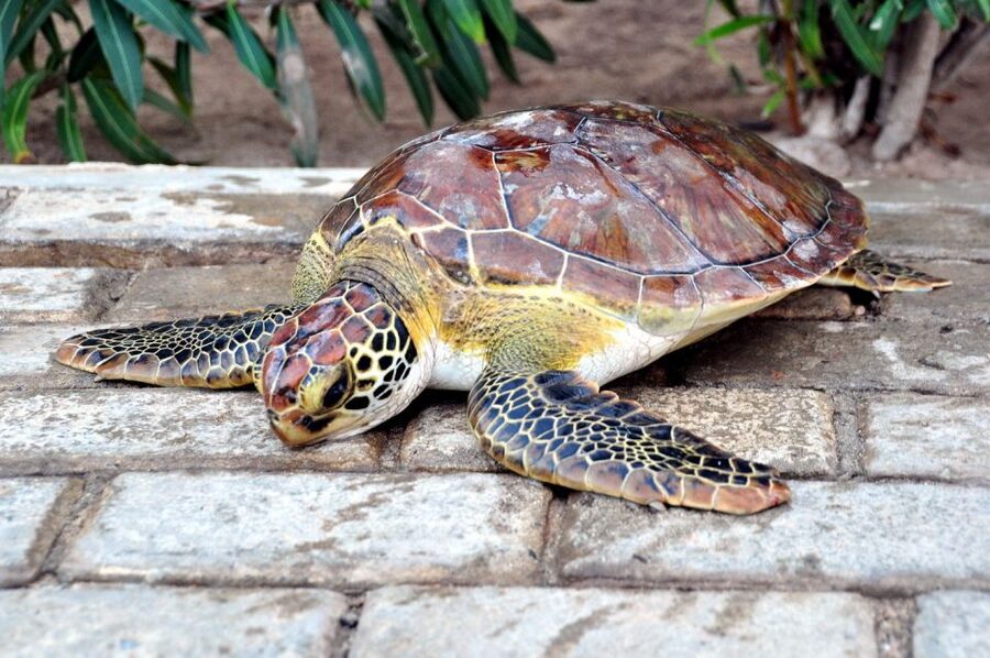 Sal: Turtle Nesting with professional local guide - Why Sal’s turtle night feels different