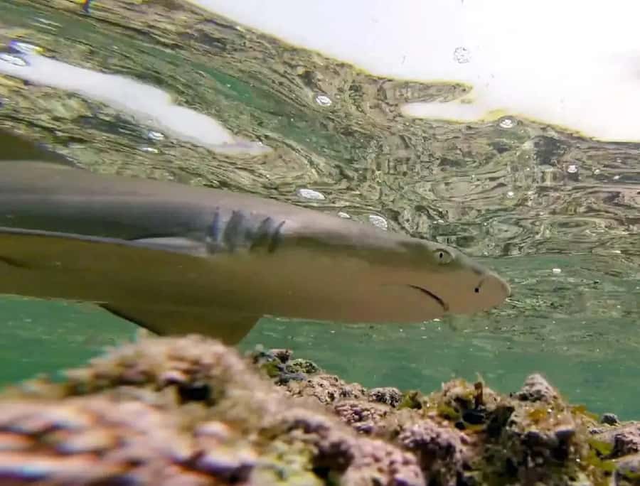 Salt Pans & Lemon Sharks Experience - Timing, booking, and cancellation details