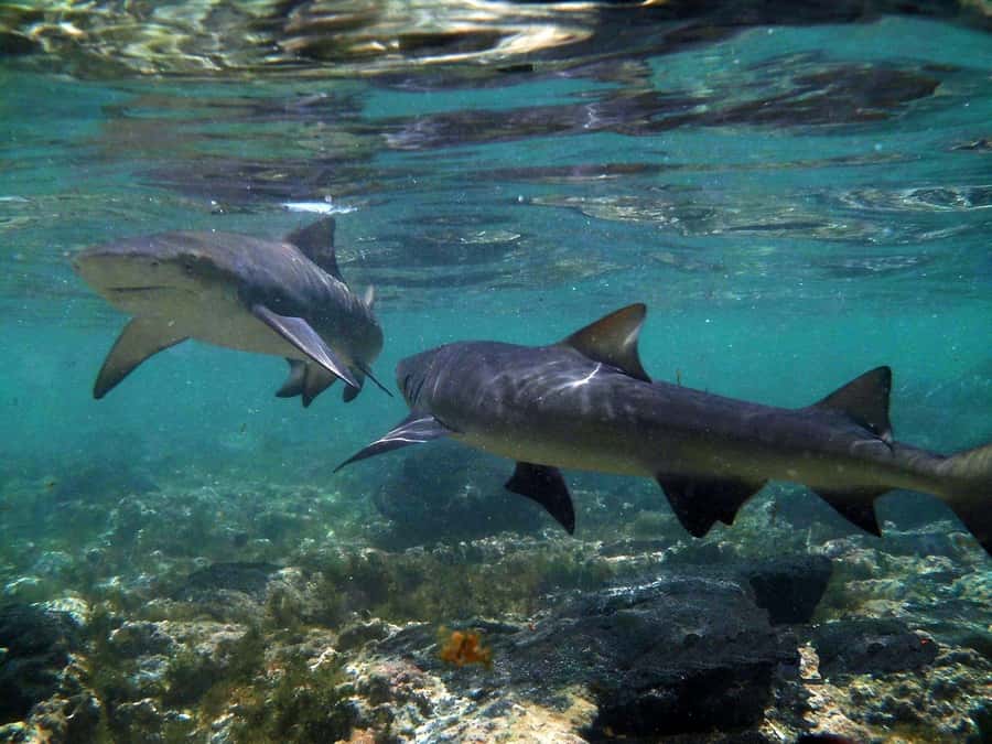 Salt Pans & Lemon Sharks Experience - Walking beside lemon sharks
