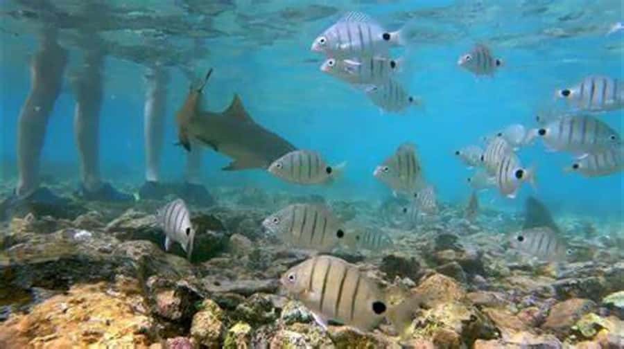 Salt Pans & Lemon Sharks Experience - What the shark encounter feels like