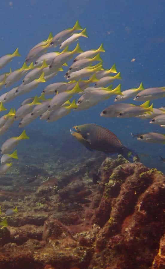 Santa Maria: Guided Snorkeling and Reef Tour - The Zodiac ride to Farol and the Santa Maria reefs