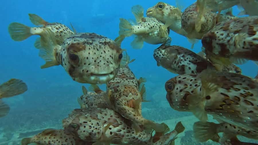 Santa Maria: Guided Snorkeling and Reef Tour - What the underwater stops are really like