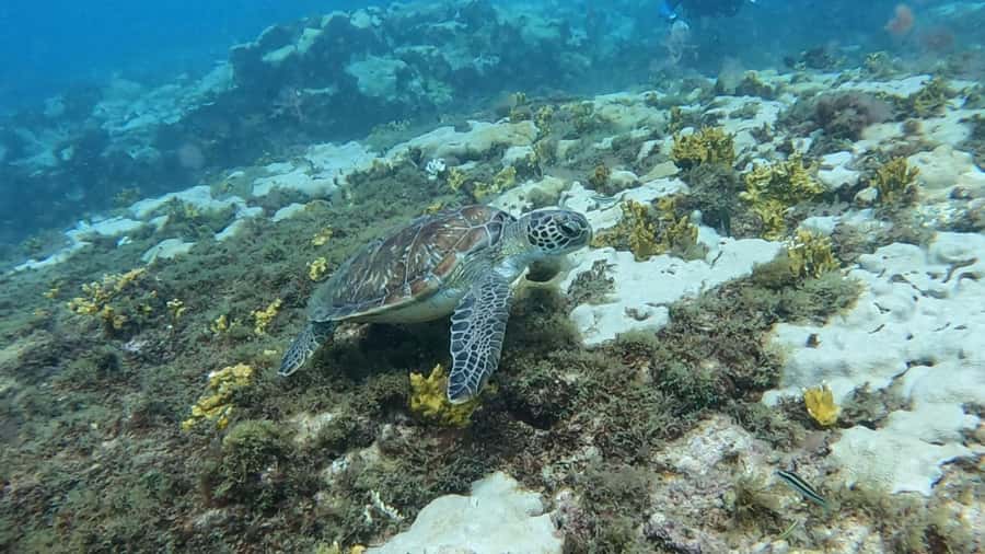 Santa Maria: Guided Snorkeling and Reef Tour - How hard is the snorkeling?