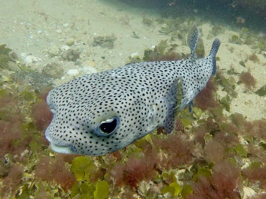 Santa Maria: Guided Snorkeling and Reef Tour - How long are you actually in the water?