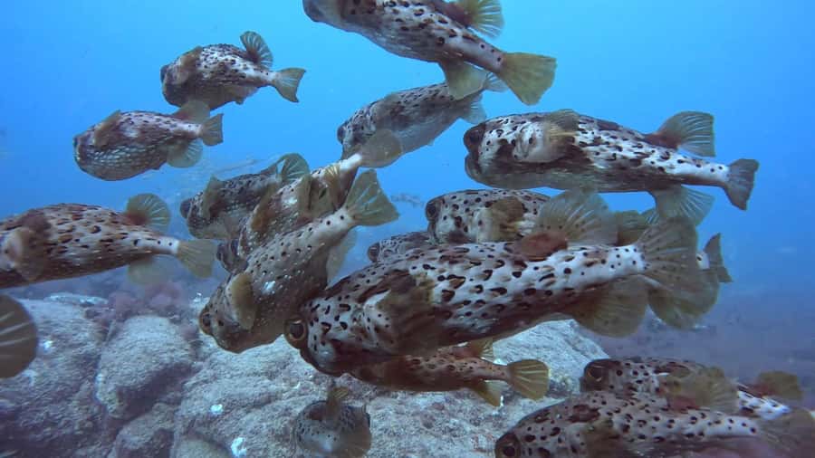 Santa Maria: Guided Snorkeling and Reef Tour - The strongest part: calm, practical guidance