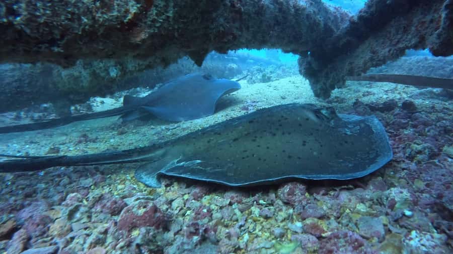 Santa Maria: Guided Snorkeling and Reef Tour - What can disappoint you