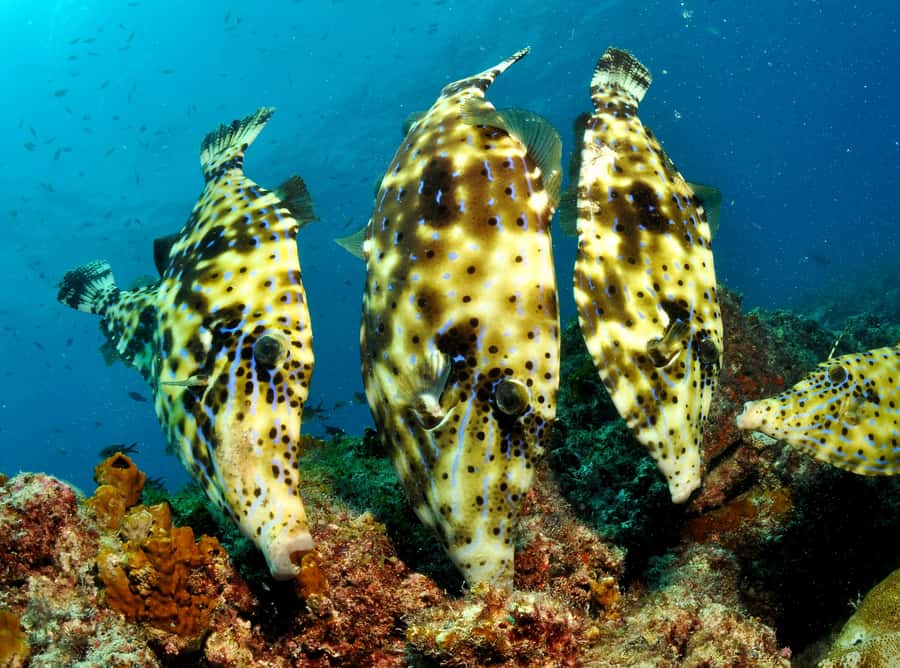 Santa Maria: Guided Snorkeling and Reef Tour - Meeting the guides and getting fitted