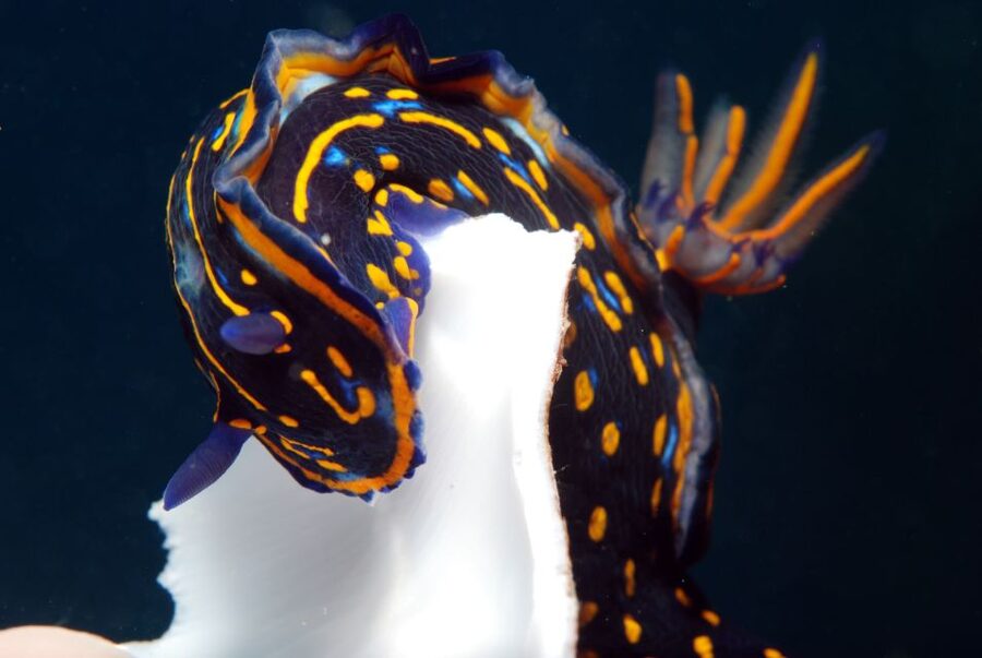Santa Maria: Half-Day Diving Trip in Sal with Pickup - Key points to know before booking